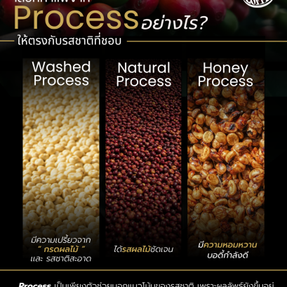 เลือกกาแฟจาก Process อย่างไร ให้ตรงกับรสชาติที่ชอบ? ️