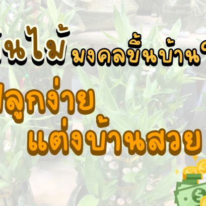 ต้นไม้มงคลขึ้นบ้านใหม่ ปลูกง่าย แต่งบ้านสวย