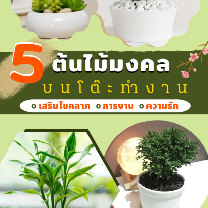 5 ต้นไม้มงคลบนโต๊ะทำงาน 