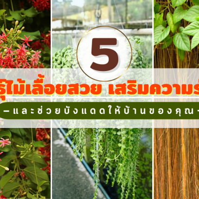5 พันธุ์ไม้เลื้อยสวย  เสริมความร่มรื่น และช่วยบังแดดให้บ้านของคุณ 