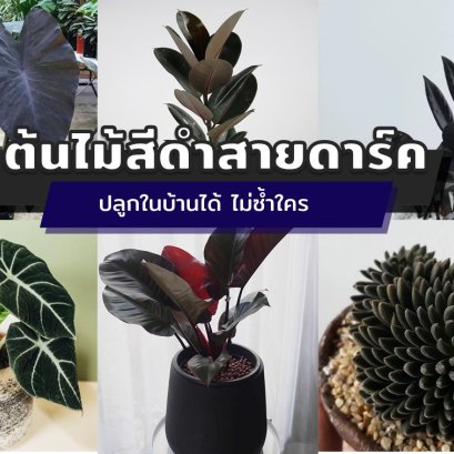 ต้นไม้สีดำสวยสายดาร์ค ปลูกในบ้านได้เท่ ๆ ไม่ซ้ำใคร