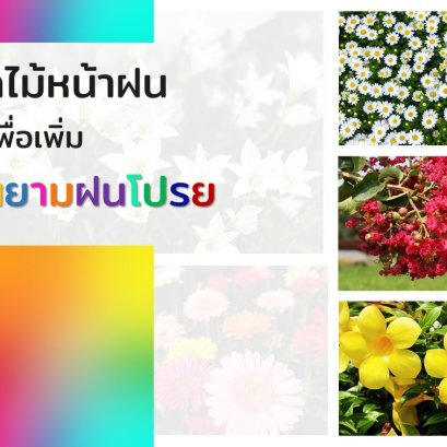 8 ดอกไม้ปลูกหน้าฝนเพื่อเพิ่มสีสันยามฝนโปรย