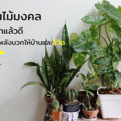 ต้นไม้มงคลปลูกแล้วดี