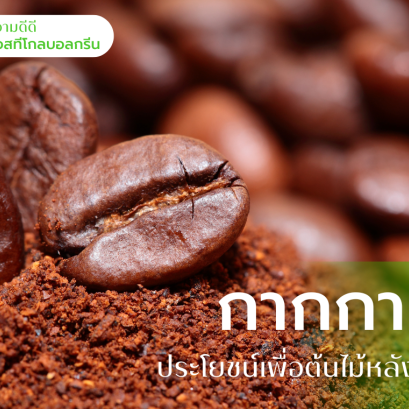 กากกาแฟ เอสทีโกลบอลกรีน