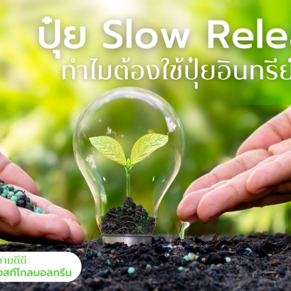 ปุ๋ย slow release เอสทีโกลบอลกรีน