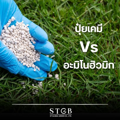 Chemical fertilizer or amino humic?