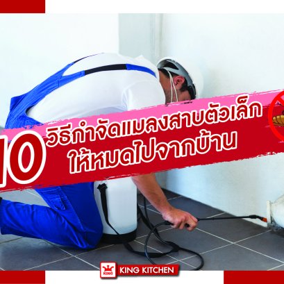 10 วิธีกําจัดแมลงสาบตัวเล็ก ให้หมดไปจากบ้าน