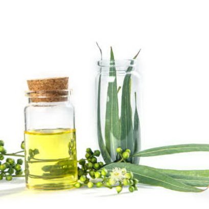 ยูคาลิปตัส พรรณไม้บำบัดโรค