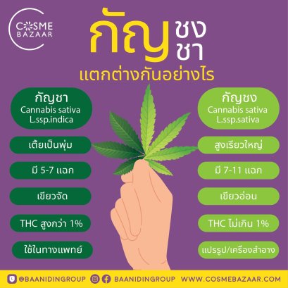 กัญชง กัญชาแตกต่างกันอย่างไร