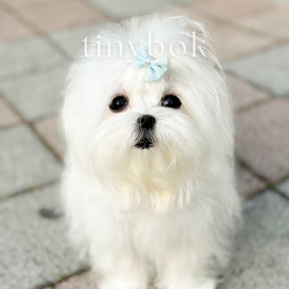 Maltese - Minho