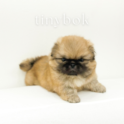 Pekingese - Romeo