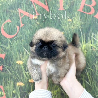 Pekingese - Chihiro