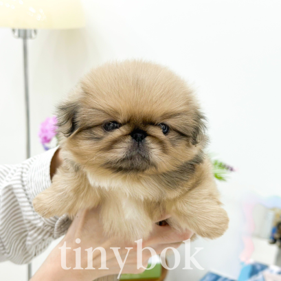 Pekingese - Lion