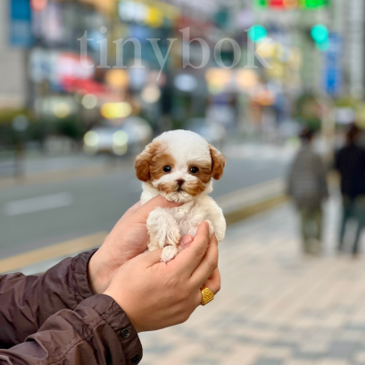 Poodle - Women