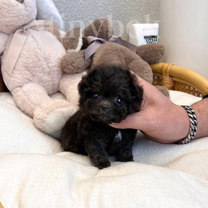 Maltipoo - Charcoal