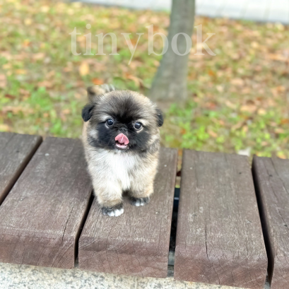 Pekingese - Kunbbang