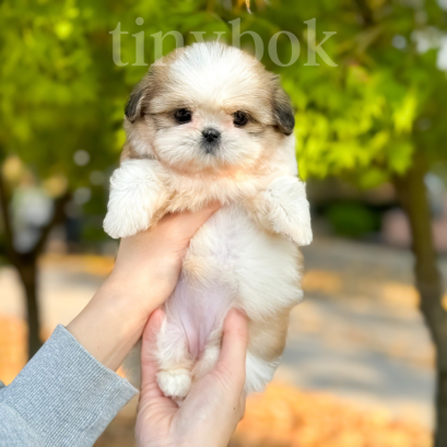 Pekingese - Ginie