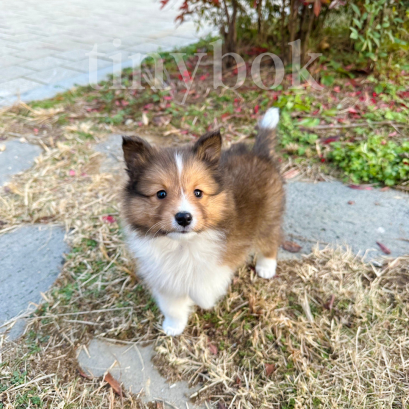 Shetland Sheepdog - Cooper