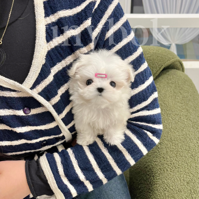 Maltese - Gizmo