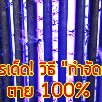 โคตรเด็ด!!! วิธีกำจัดยุง รับรองตาย 100%