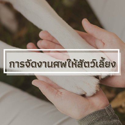 เจาะประเด็นด้านการจัดงานศพให้สัตว์เลี้ยง เพราะความผูกพันธ์ไม่จำกัดแค่คนด้วยกัน