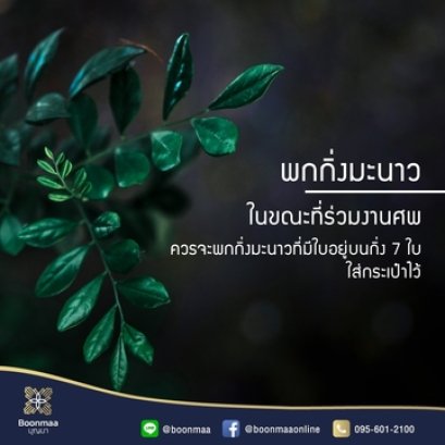 ความเชื่อที่ควรรู้ เมื่อไปร่วมงานศพ "พกกิ่งมะนาวในขณะที่ร่วมงานศพ" โดย บุญมา พวงหรีด