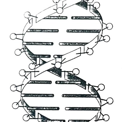 DNA และการทำ PCR