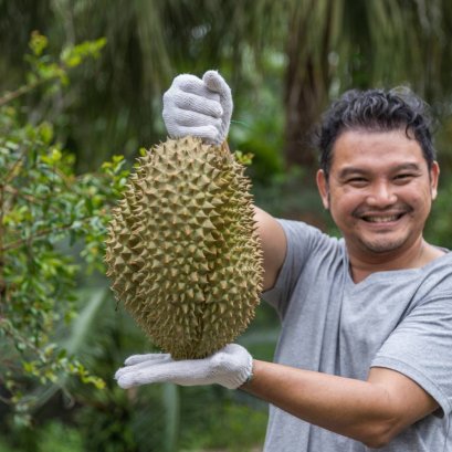 วิธีการแก้ปัญหาผลไม้เน่าเสียหลังการเก็บเกี่ยว