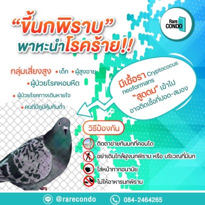 ขี้นกพิราบ อันตรายที่เราอาจมองข้าม