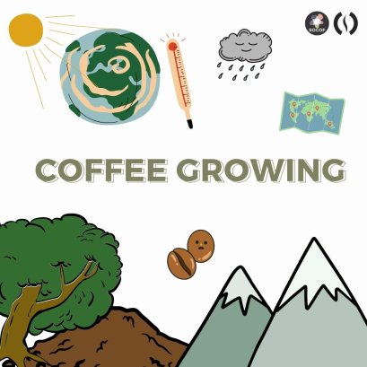 Coffee Growing