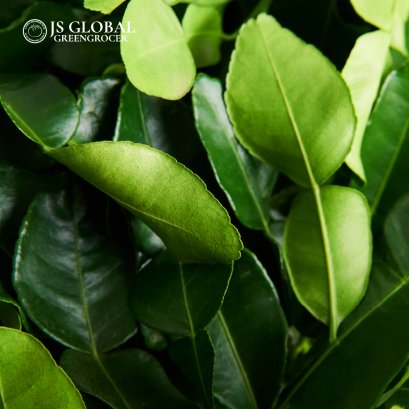 Lime Leaves