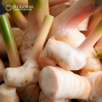 Galangal