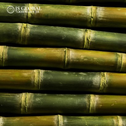 Sugar cane