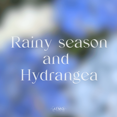 Rainy vibe ที่ใช่! 'ไฮเดรนเยีย' เปลี่ยนมู้ดเหงาให้เป็นสเปซที่อบอุ่นด้วยดอกไม้ประจำซีซั่น