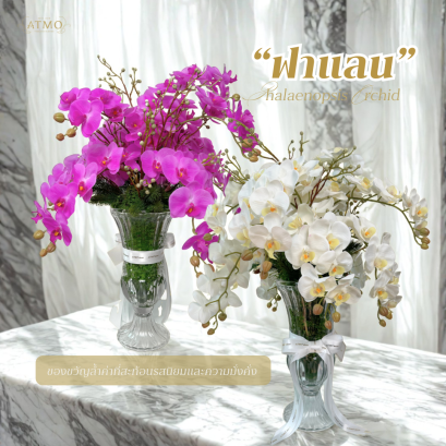 ฟาแลน : ราชินีแห่งกล้วยไม้ ของขวัญล้ำค่าที่สะท้อนรสนิยมและความมั่งคั่ง