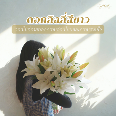  ดอกลิลลี่สีขาว สัญลักษณ์แห่งความบริสุทธิ์และความงดงามที่ไม่เปลี่ยนแปลง