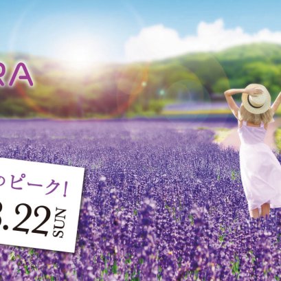 สวนลาเวนเดอร์ทัมบาระ (Tambara Lavender Park)