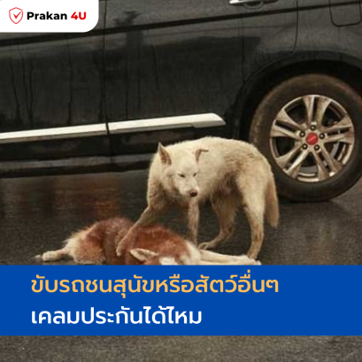 ขับรถชนสุนัขหรือสัตว์อื่นๆ เคลมประกันได้ไหม