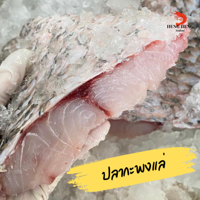 กะพงยักษ์แล่