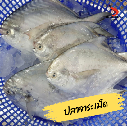 ปลาจาระเม็ด
