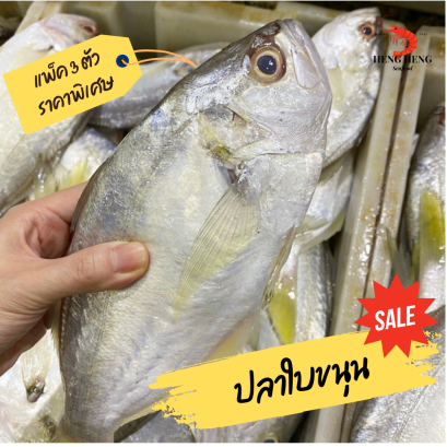 ปลาใบขนุน (อังนั้ม)