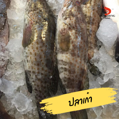 ปลาเก๋า