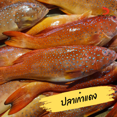 ปลาเก๋าแดง