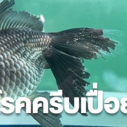 อควาเรียมมีถ้วยดูดตกข่ายสำหรับตกปลาสี่เหลี่ยมยืดได้ด้ามจับยาว21-46ซม.  Peralatan Pancing สำหรับกุ้งจับปลา