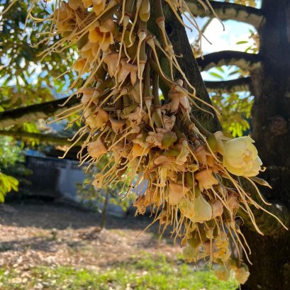 การหยุดการหลุดร่วงของดอก-หางแย้เฉียบพลัน