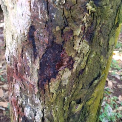 สิ่งที่ควร และไม่ควรทำ เมื่อเจอปัญหาน้ำท่วมขังในสวนทุเรียน