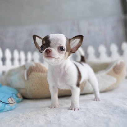 ปลาหมึก