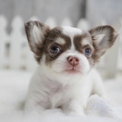 ป๊อปปี้