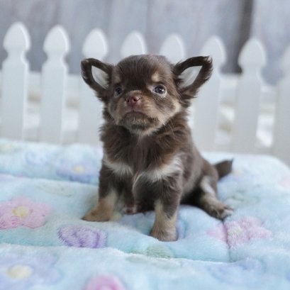 จุ๊บแจง