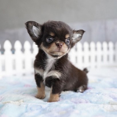 ตุ้มเม้ง